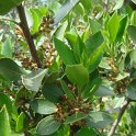 Rhamnus alaternus fleur P1A (2)
